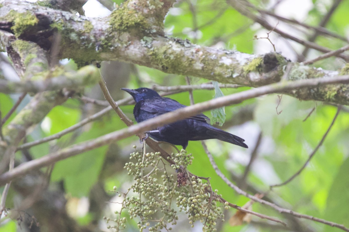 Stuhlmann's Starling - Krista Oswald