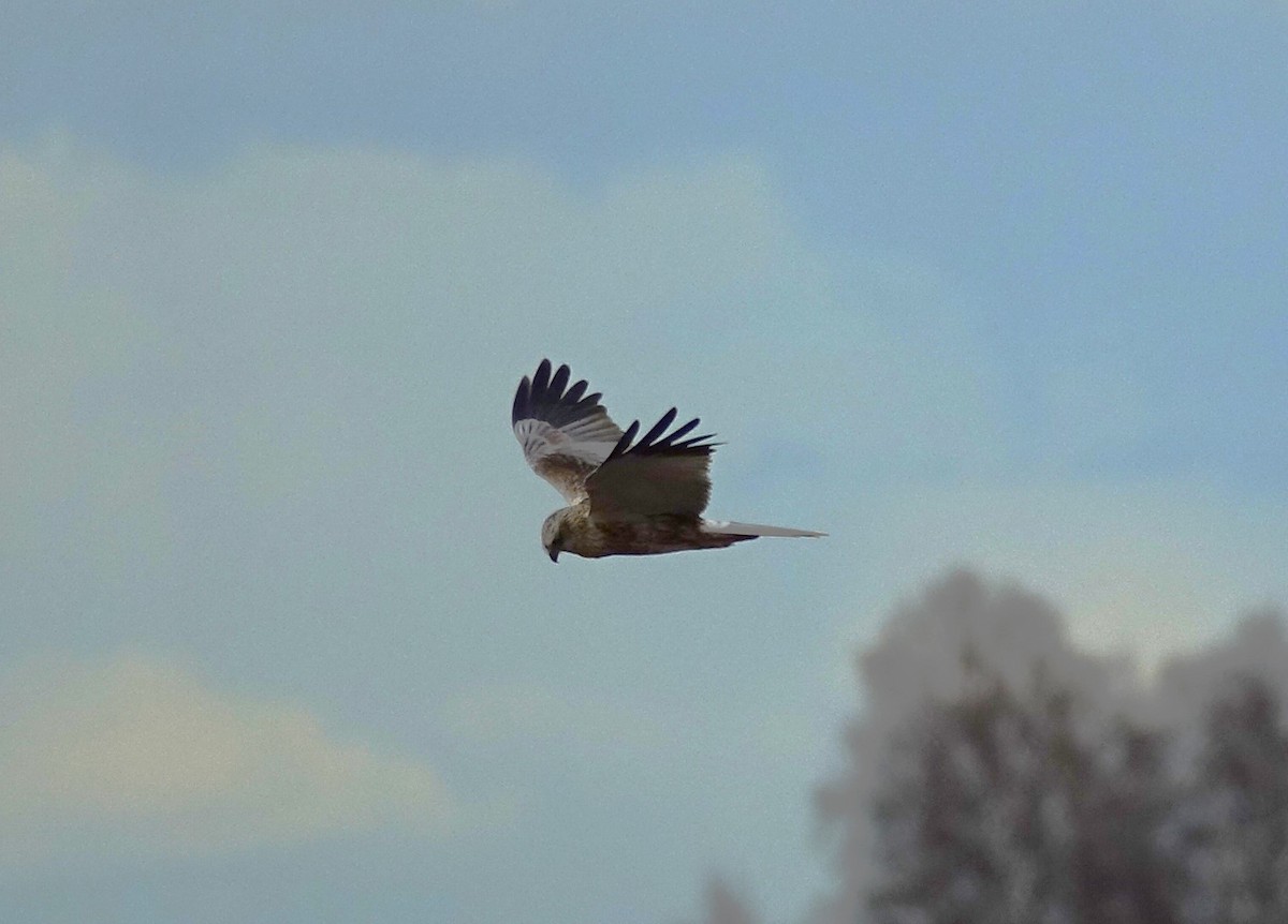 Western Marsh Harrier - ML599014841