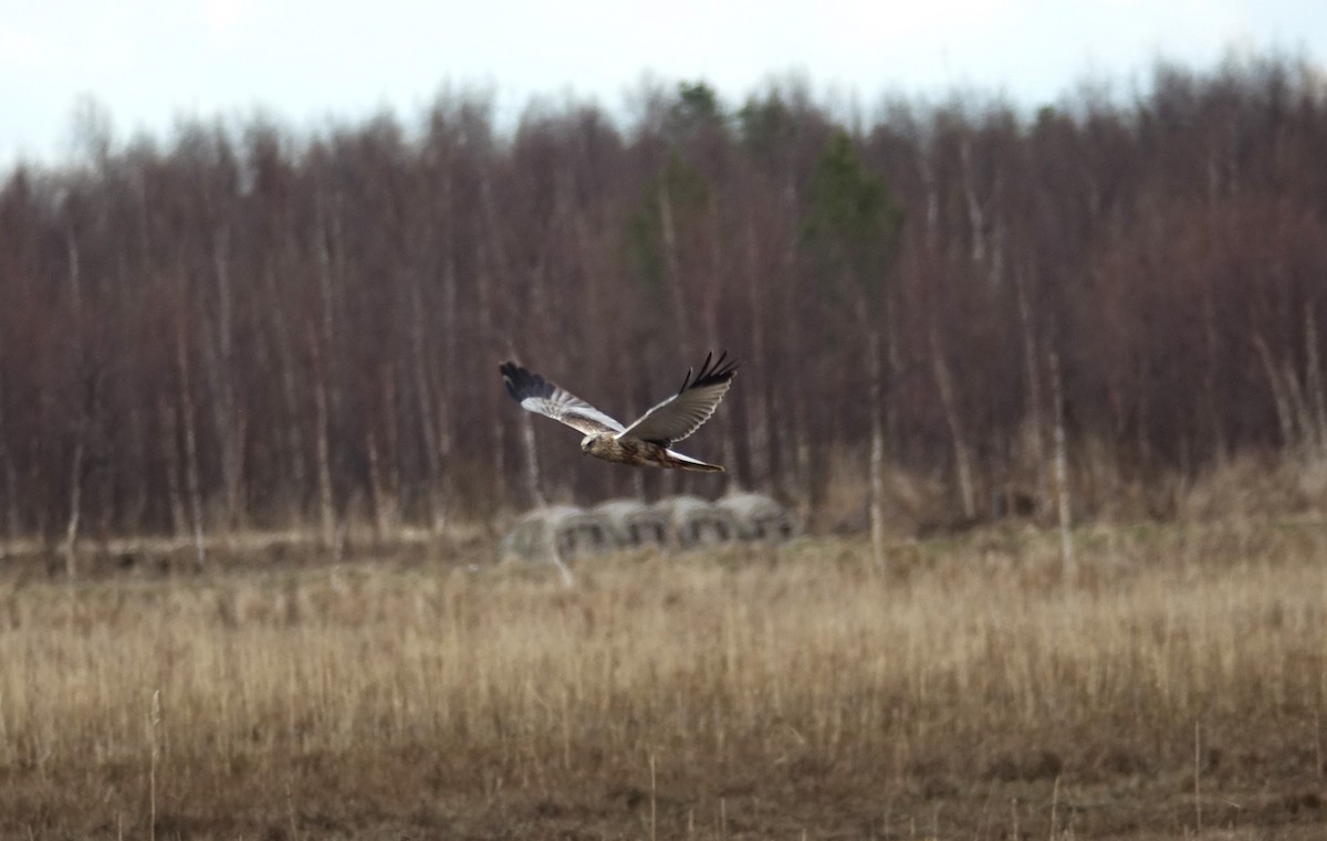 Western Marsh Harrier - Edurne Ugarte