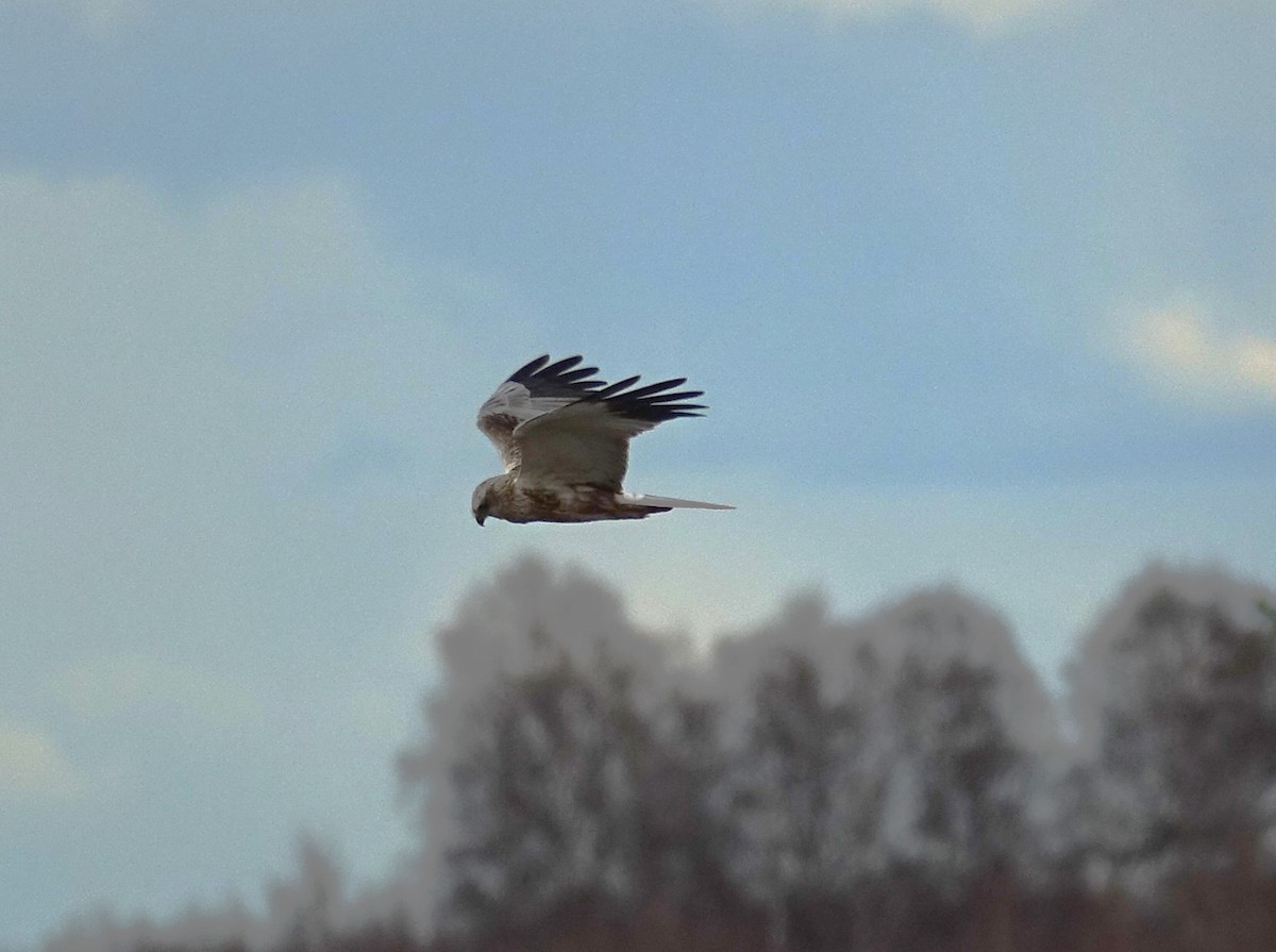 Western Marsh Harrier - ML599014911