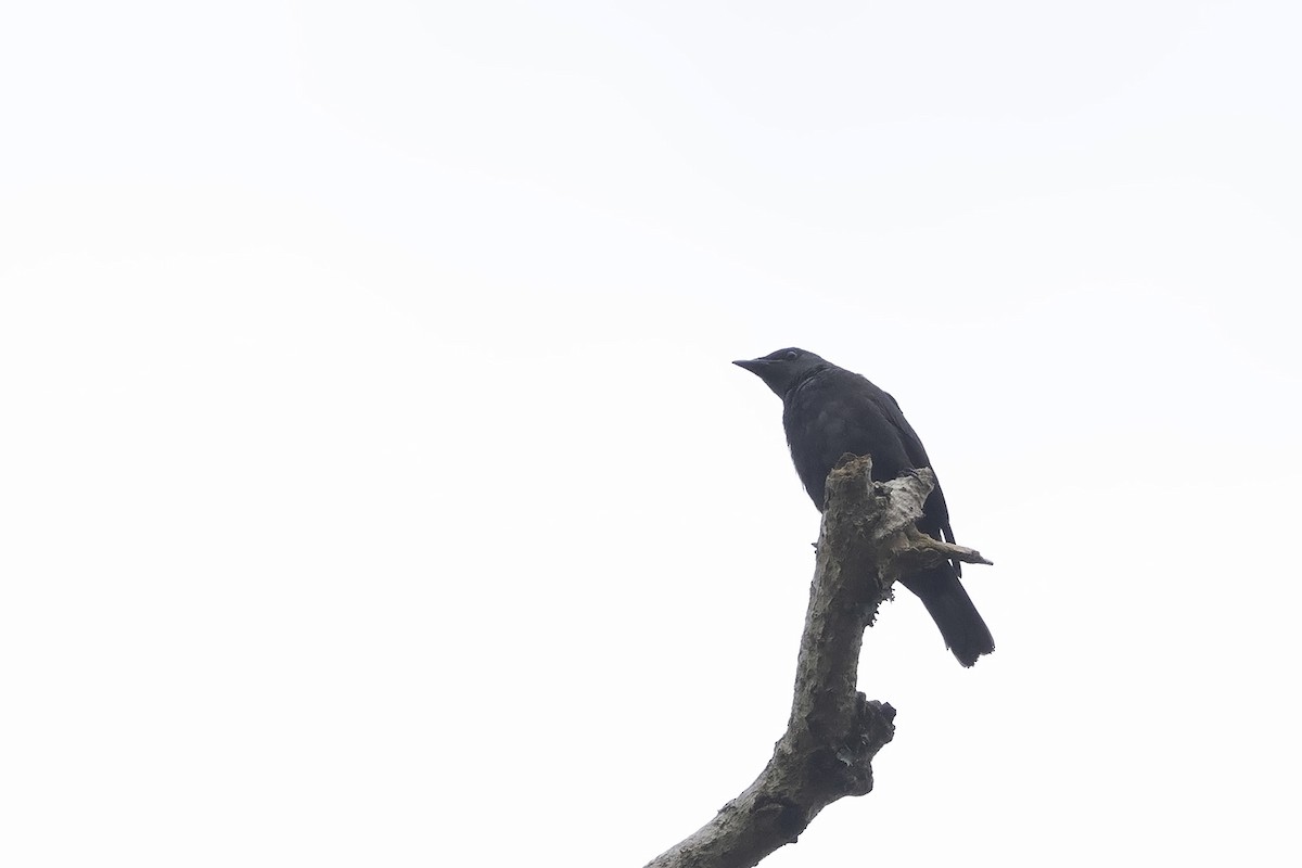 Kenrick's Starling - ML599015691