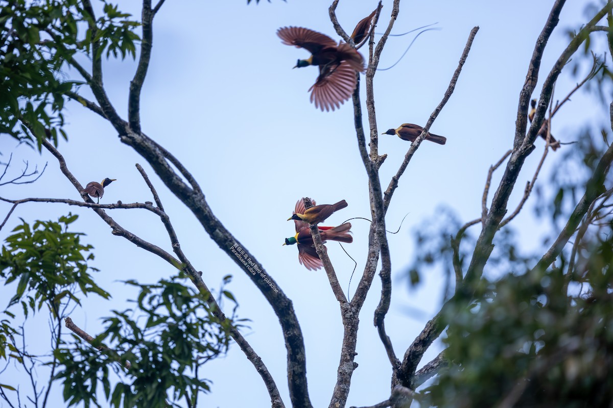 Red Bird-of-Paradise - ML599016001