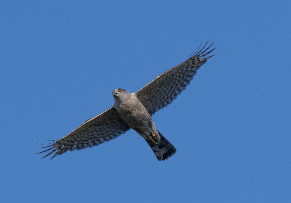 Cooper's Hawk - ML599016071