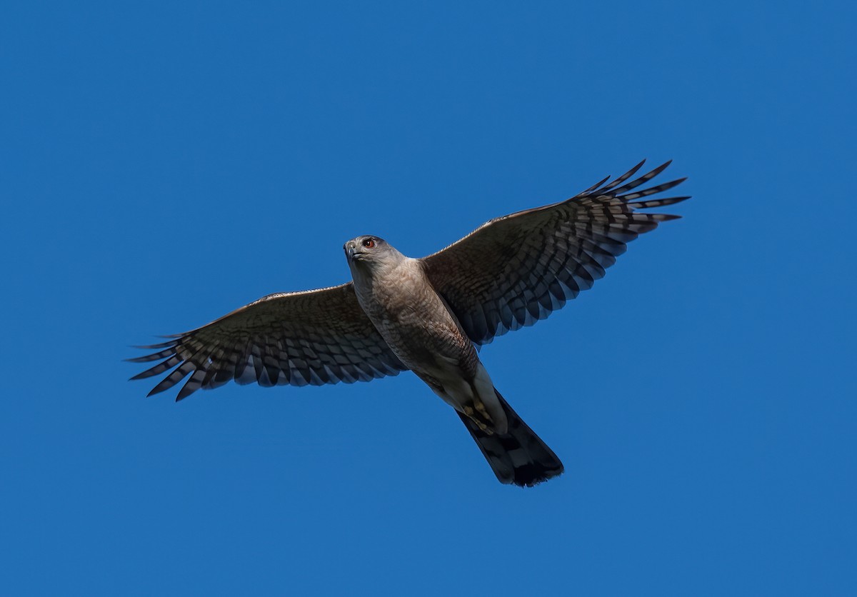 Cooper's Hawk - ML599016081