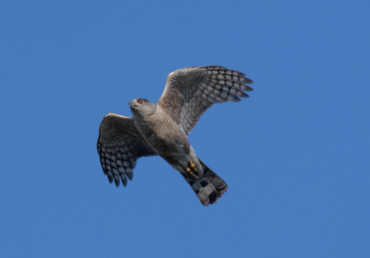 Cooper's Hawk - ML599016091