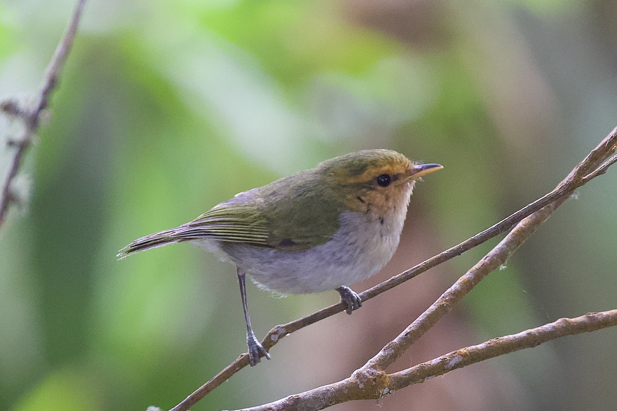 Red-faced Woodland-Warbler - ML599016261