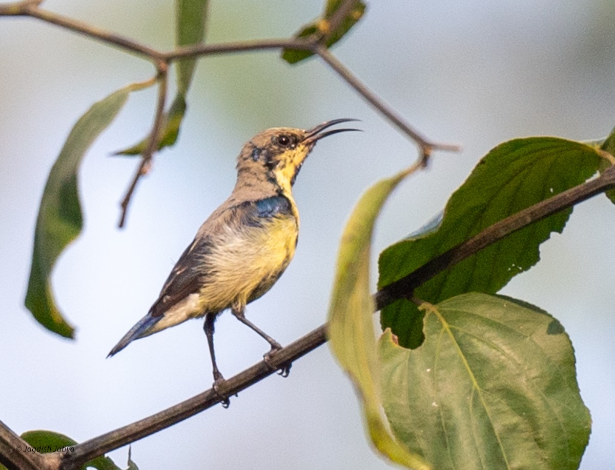 Purple Sunbird - ML599018051