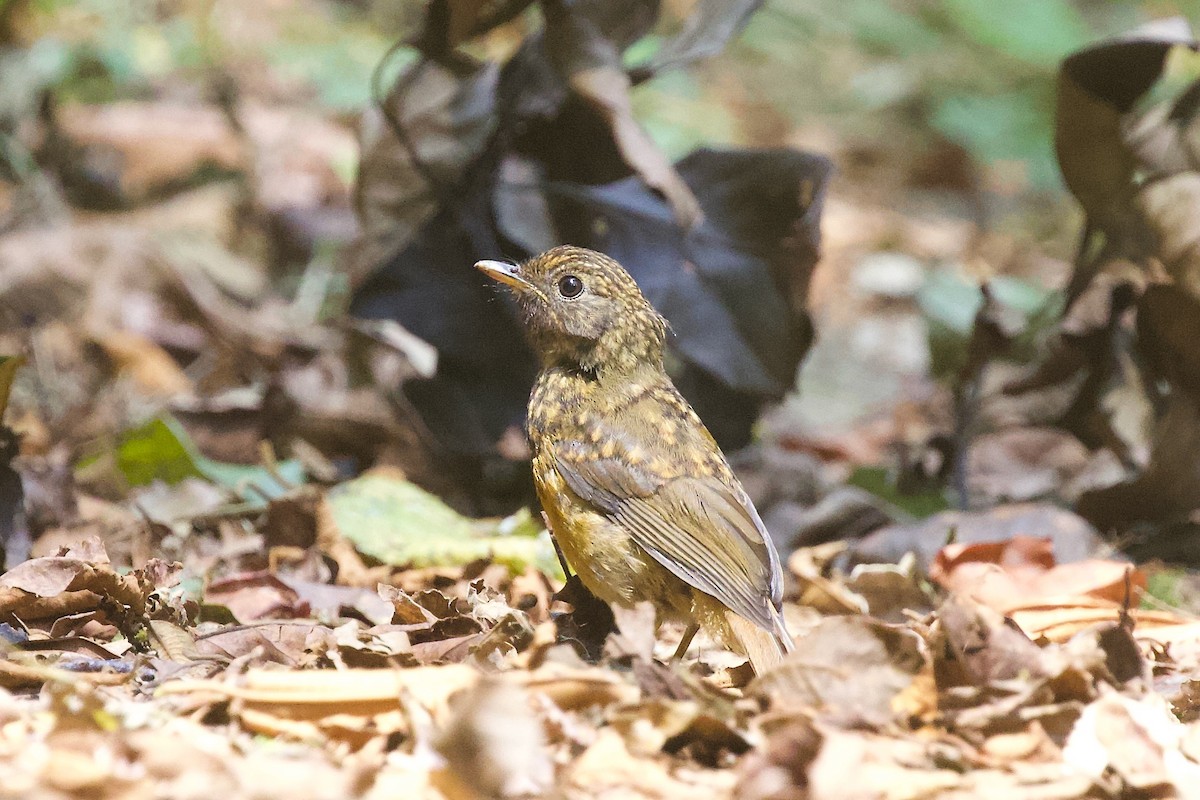 Red-throated Alethe - ML599019191