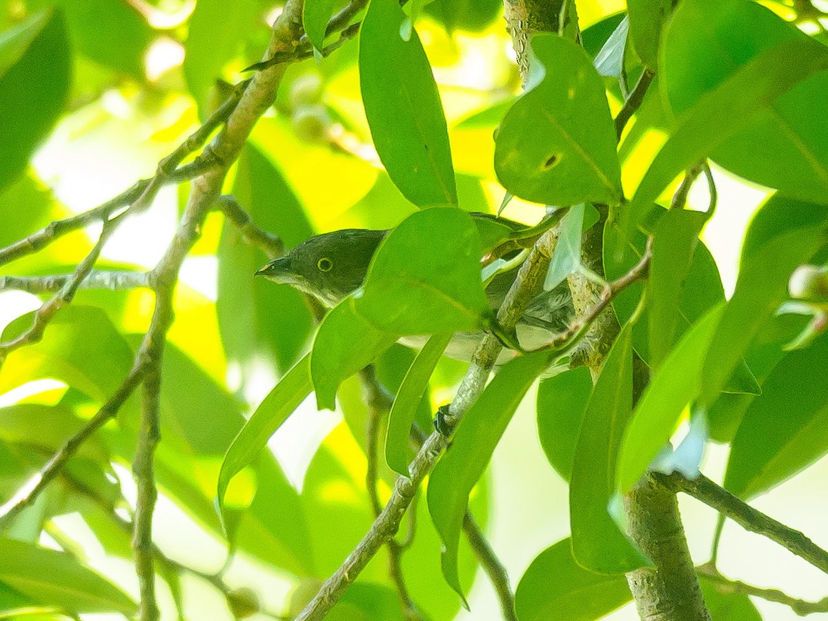 Brown-backed Flowerpecker - ML599019301