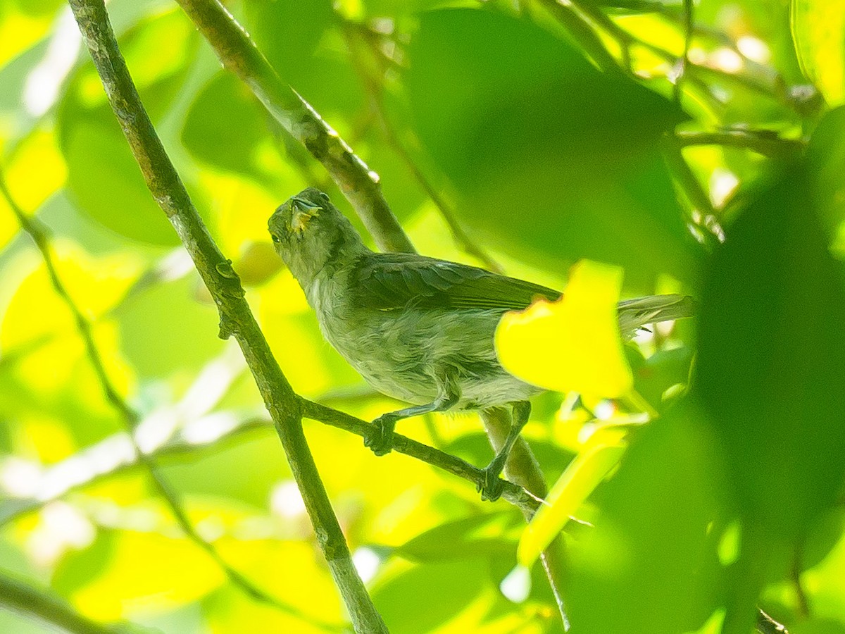 Brown-backed Flowerpecker - ML599019311