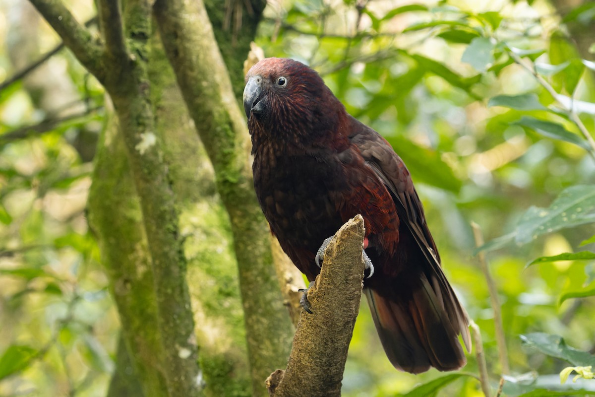 New Zealand Kaka - ML599020531