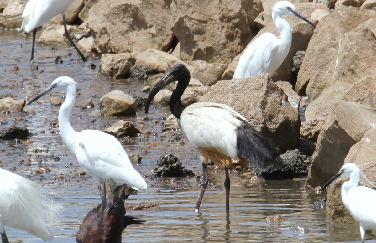 African Sacred Ibis - ML599020541