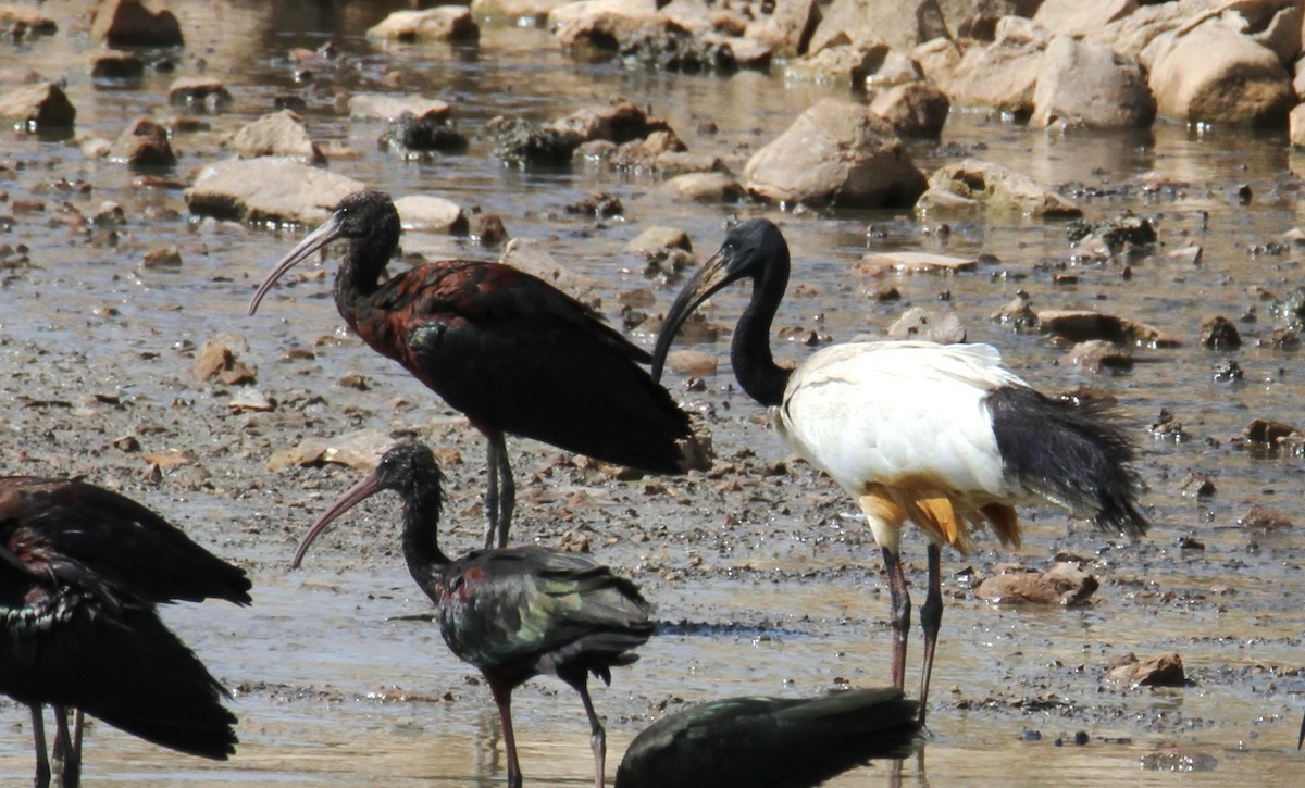 ibis posvátný - ML599020551