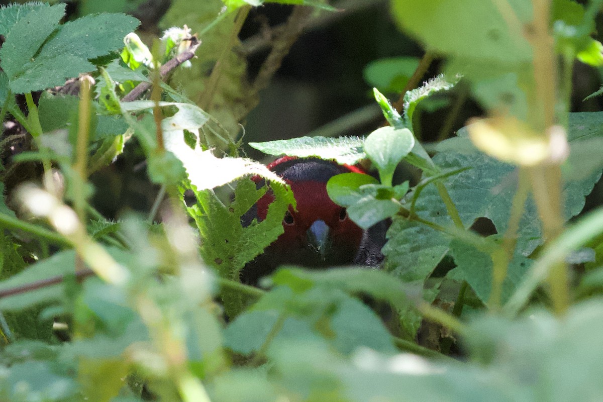 Dusky Crimsonwing - ML599020661