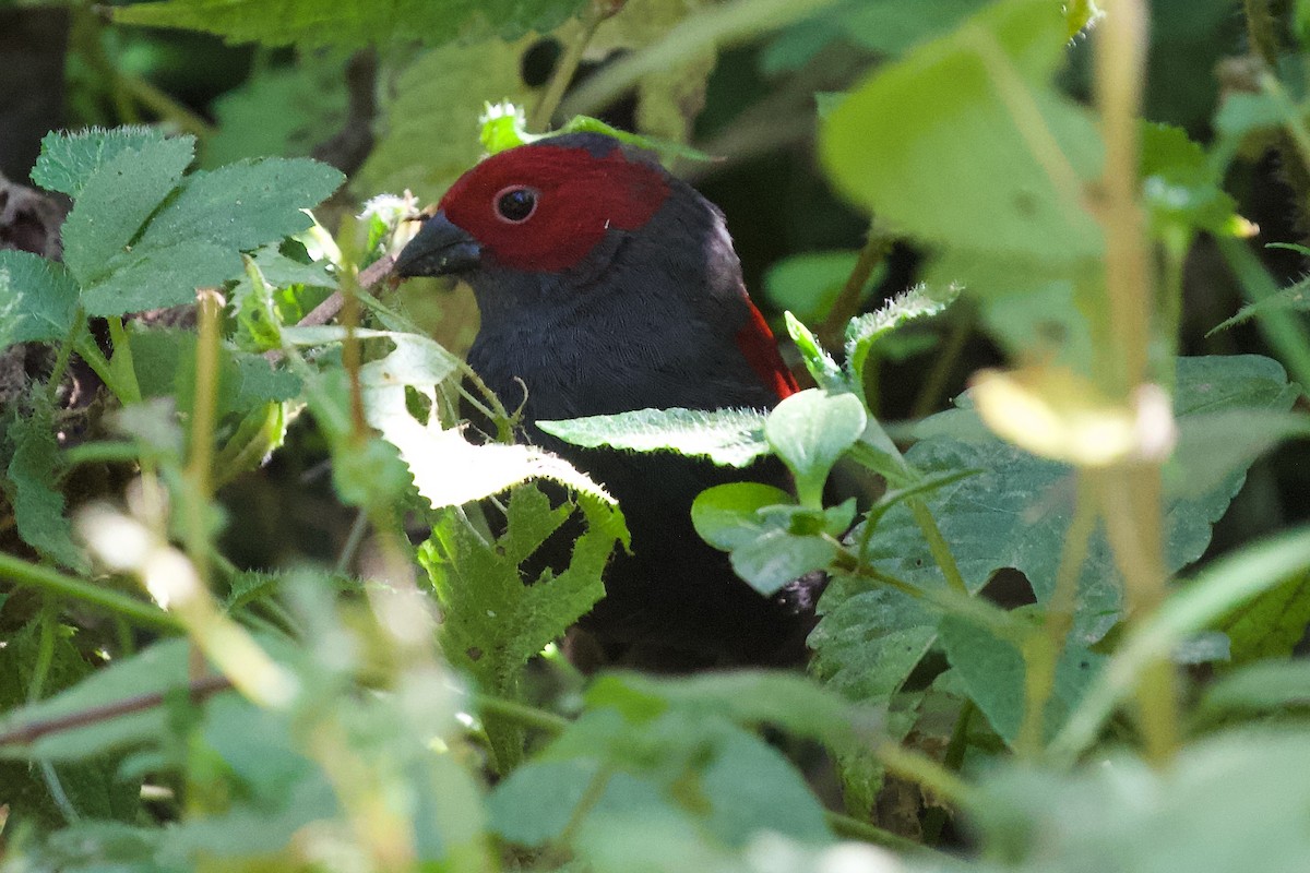 Dusky Crimsonwing - ML599020671