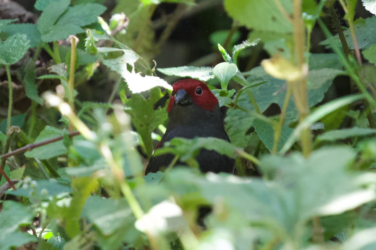 Dusky Crimsonwing - ML599020681