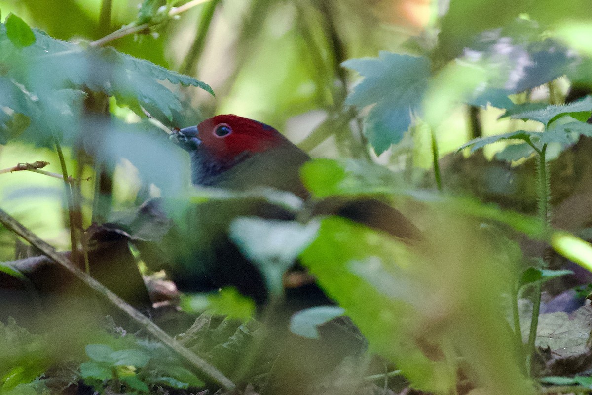 Dusky Crimsonwing - ML599020701