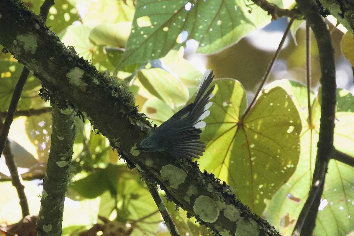 White-bellied Crested Flycatcher - ML599020941