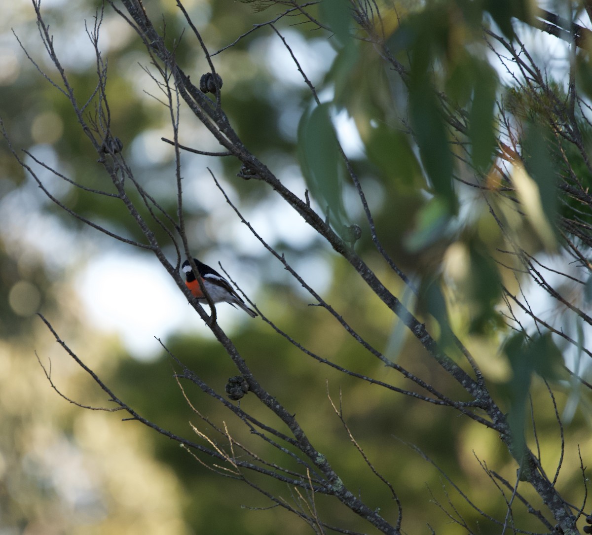 Scarlet Robin - ML599021111