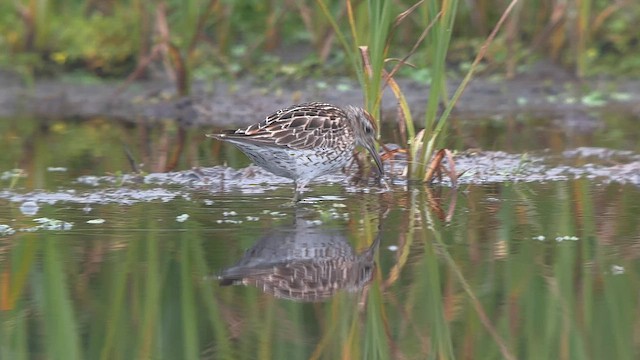 Sharp-tailed Sandpiper - ML599021281