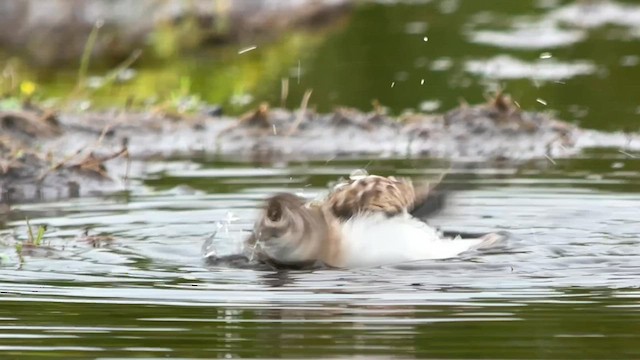 Least Sandpiper - ML599021301