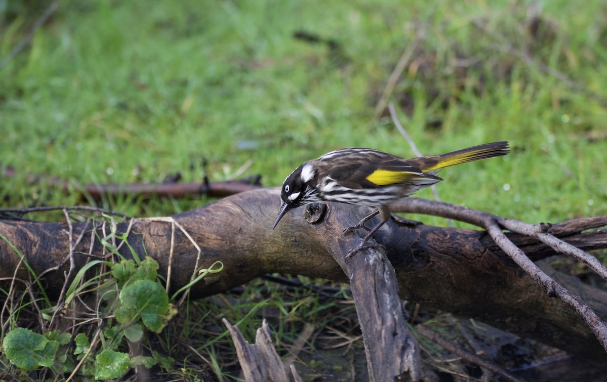 New Holland Honeyeater - ML599021561