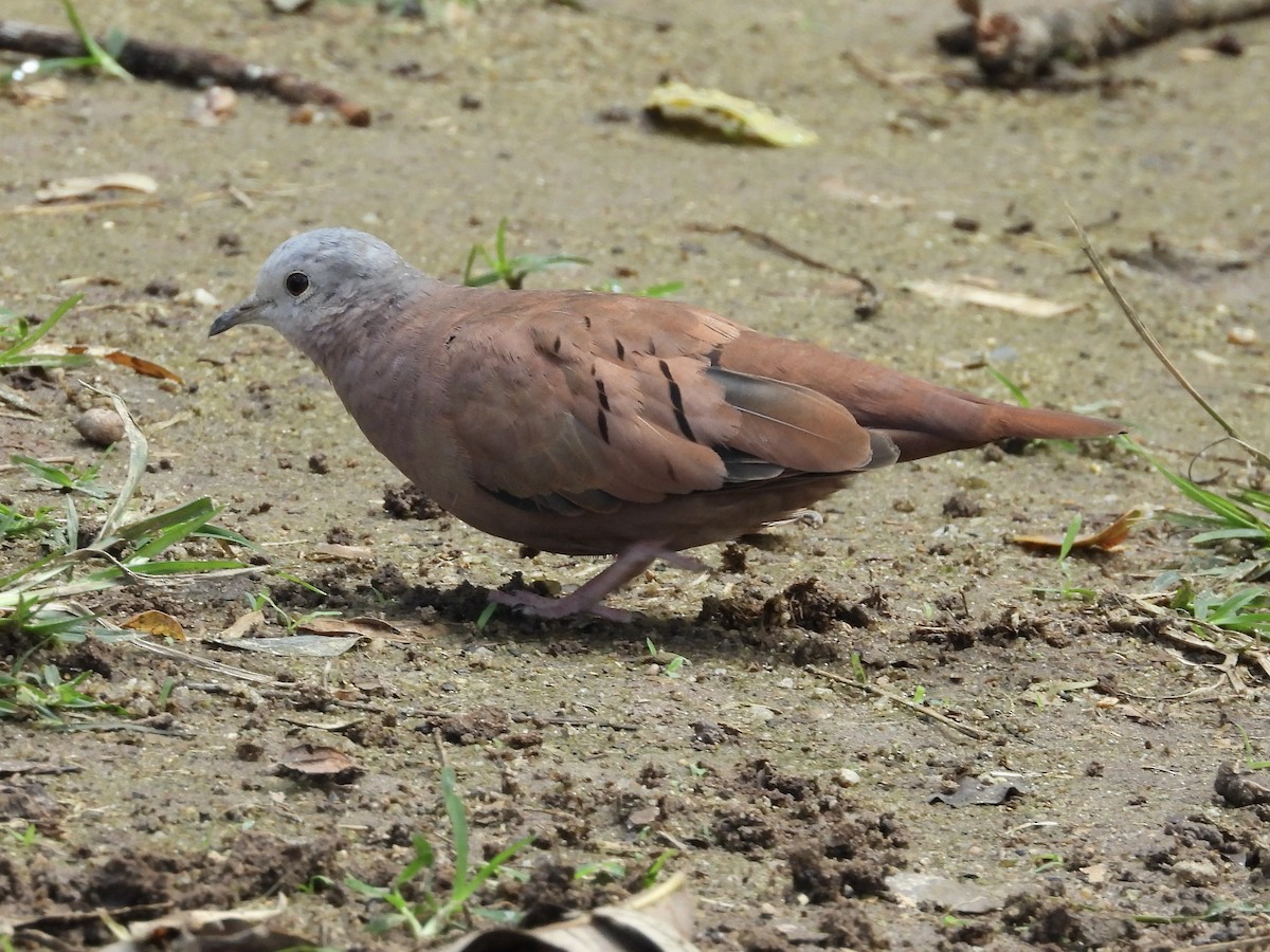 Ruddy Ground Dove - ML599021691