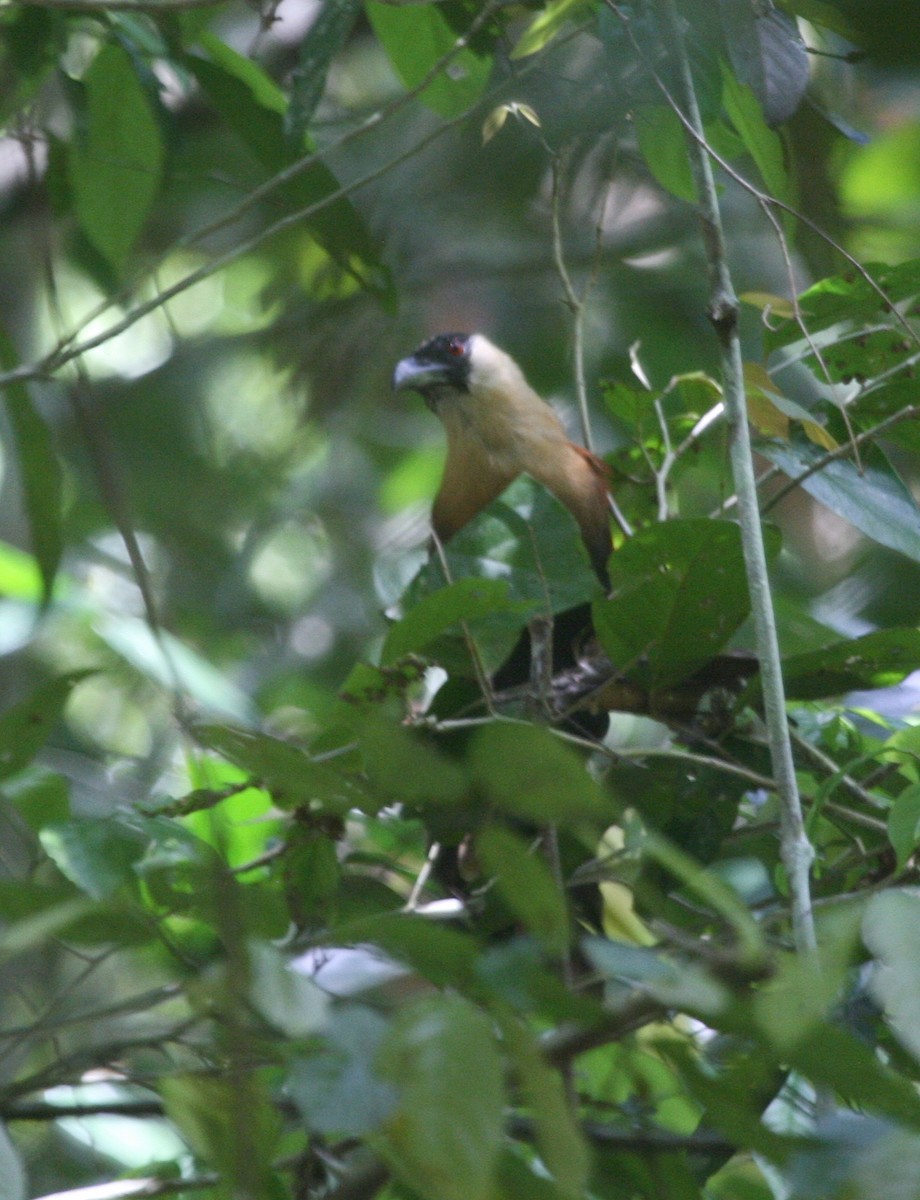 Coucal à face noire - ML59902221