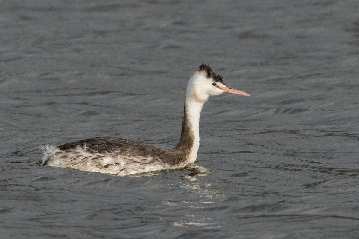 Great Crested Grebe - Bradley Shields