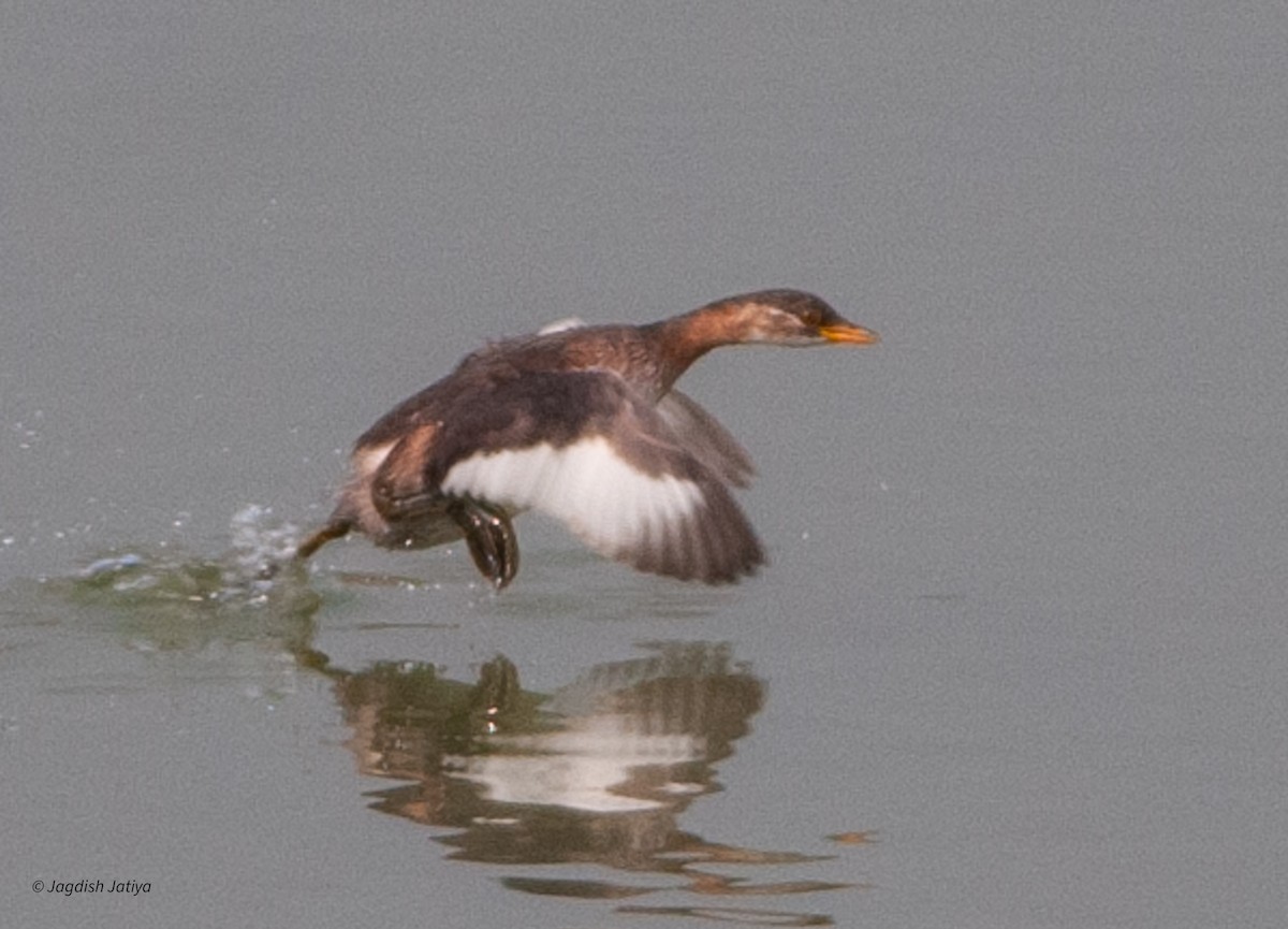 Little Grebe - ML599022811