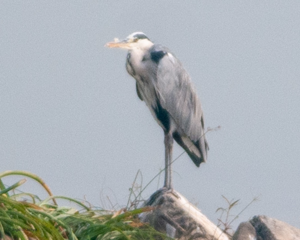 Gray Heron - ML599022821