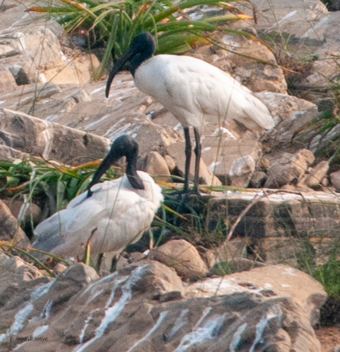 Black-headed Ibis - ML599022881