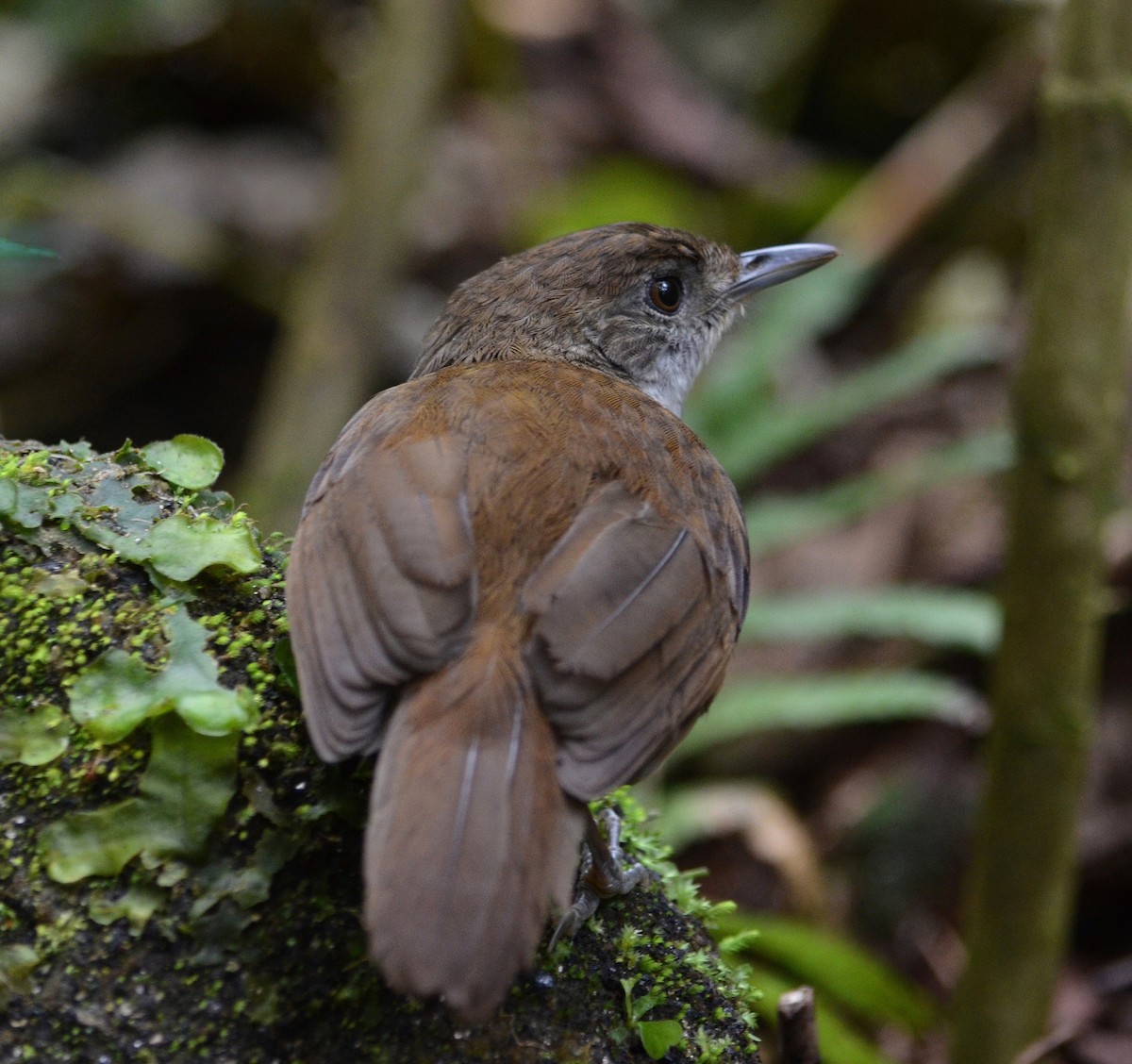 Tanzanian Illadopsis - Flemming Pagh Jensen