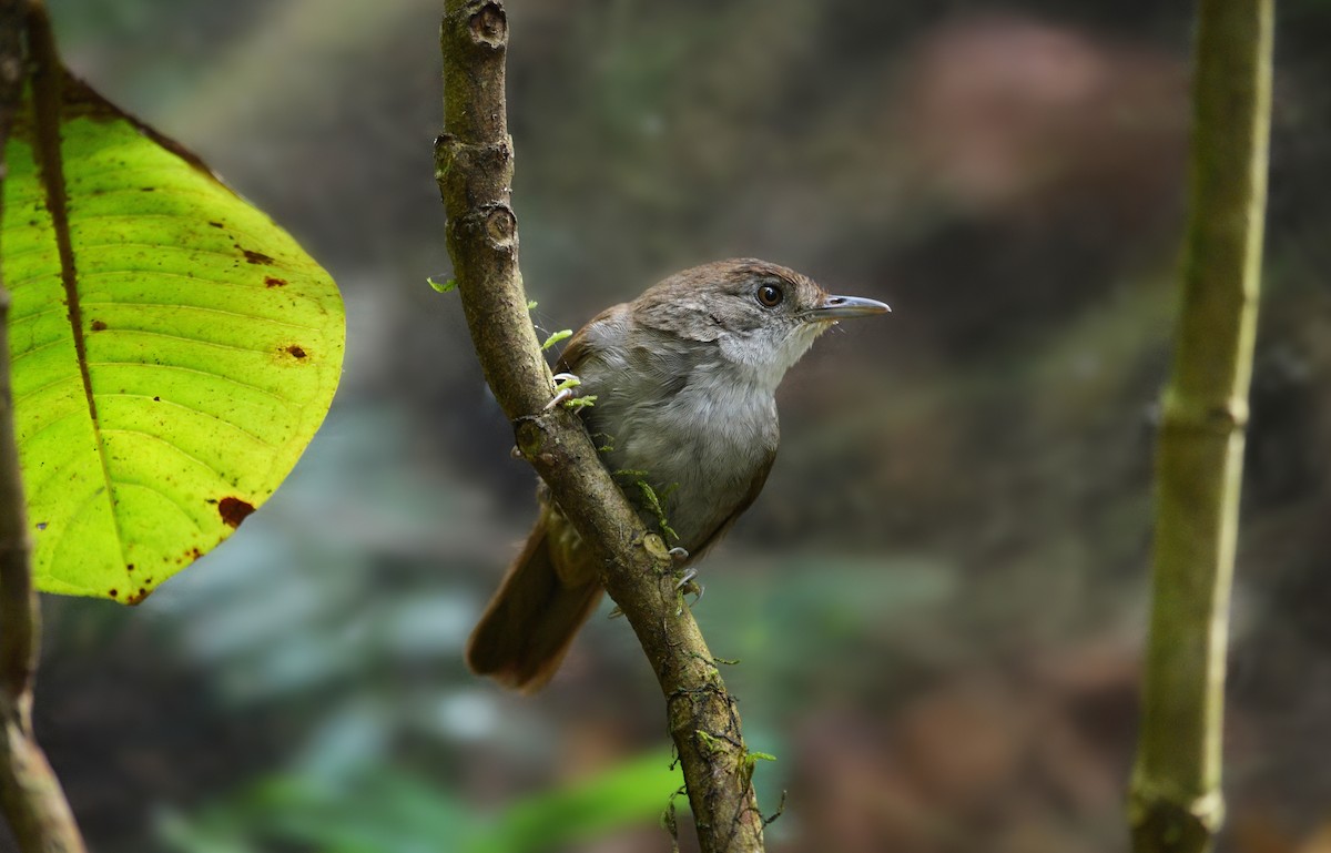 Tanzanian Illadopsis - Flemming Pagh Jensen