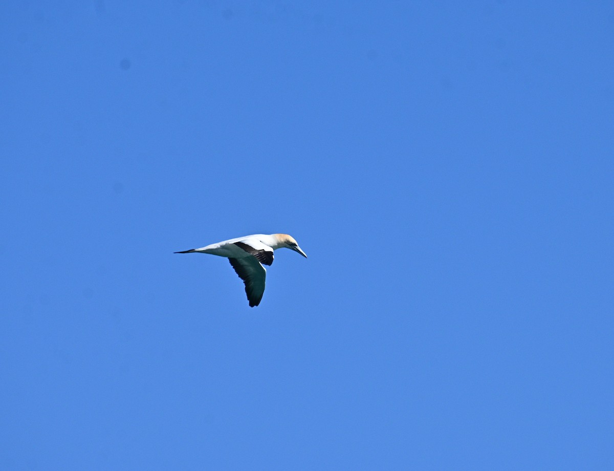 Australasian Gannet - Loz88 Woz