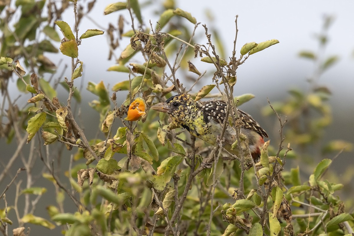 vousáček východoafrický (ssp. darnaudii/boehmi) - ML599024521