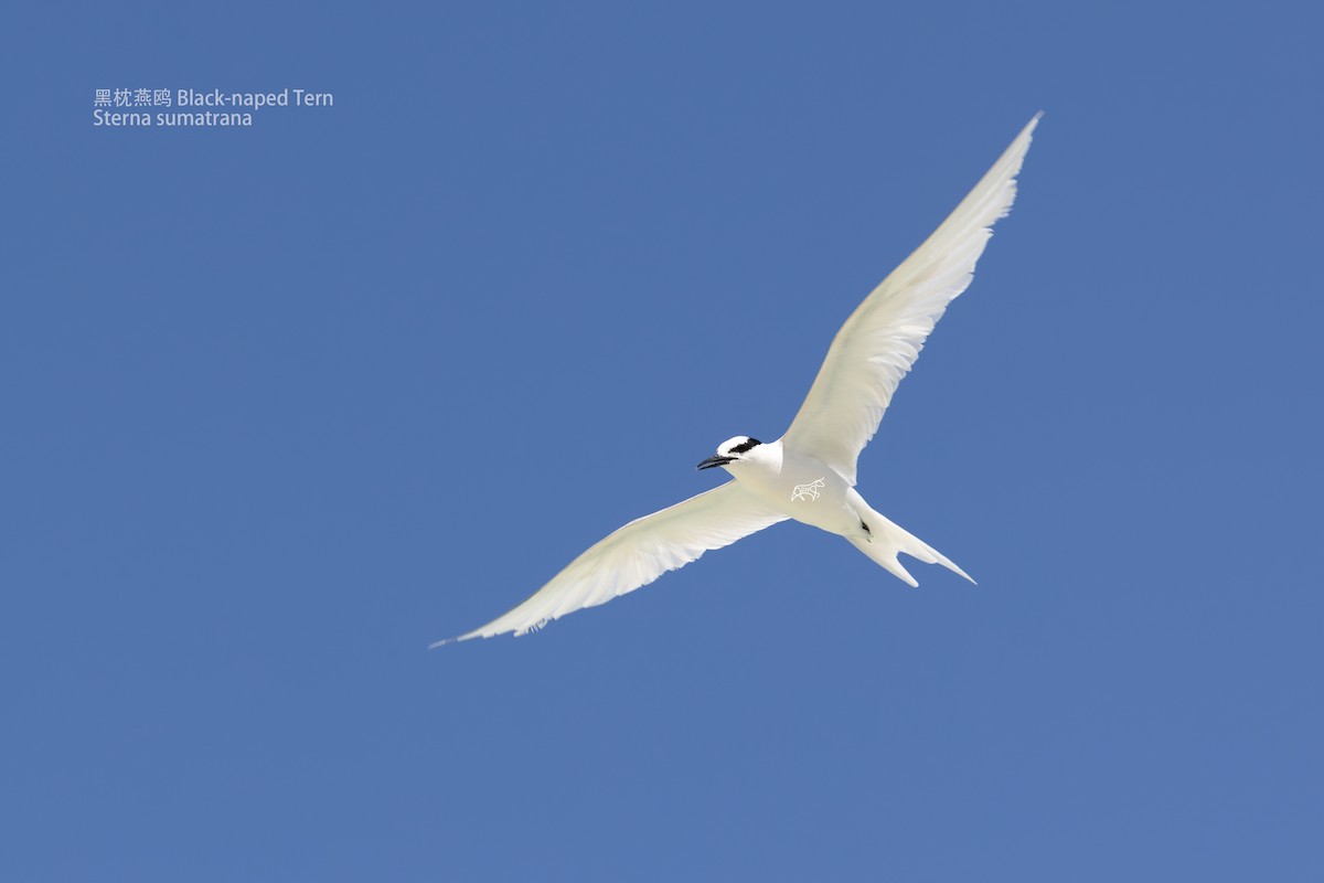 Black-naped Tern - ML599025051