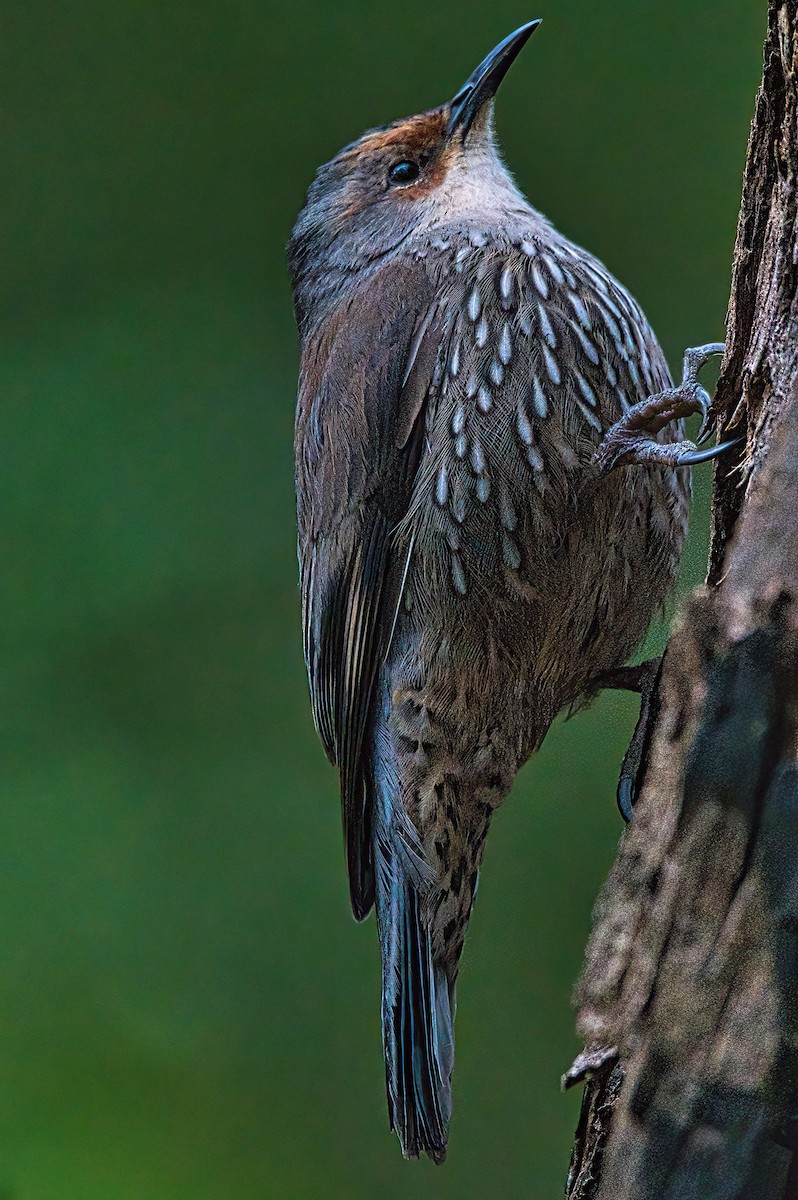 Red-browed Treecreeper - Alfons  Lawen