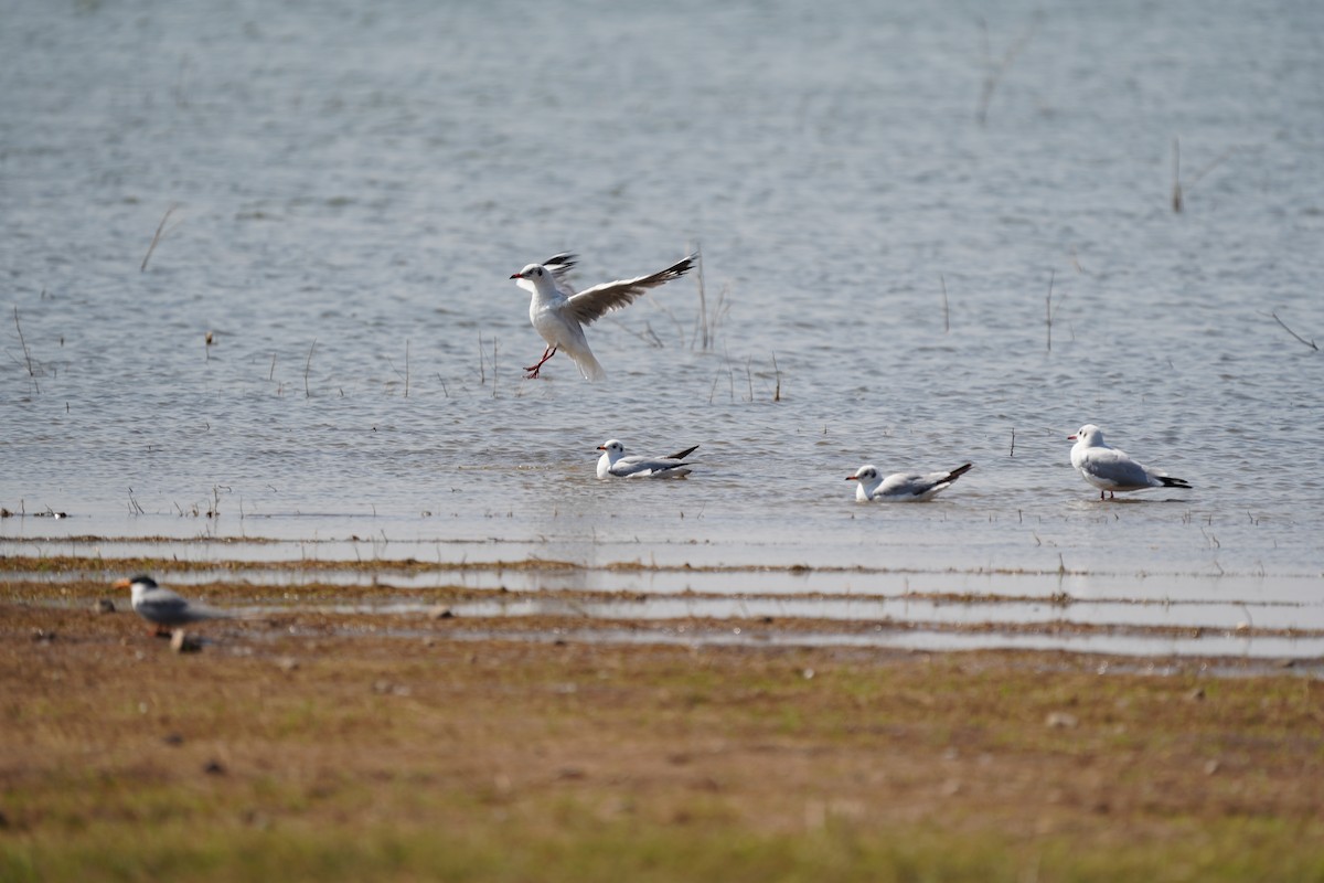 Brown-headed Gull - Praveen Chavan