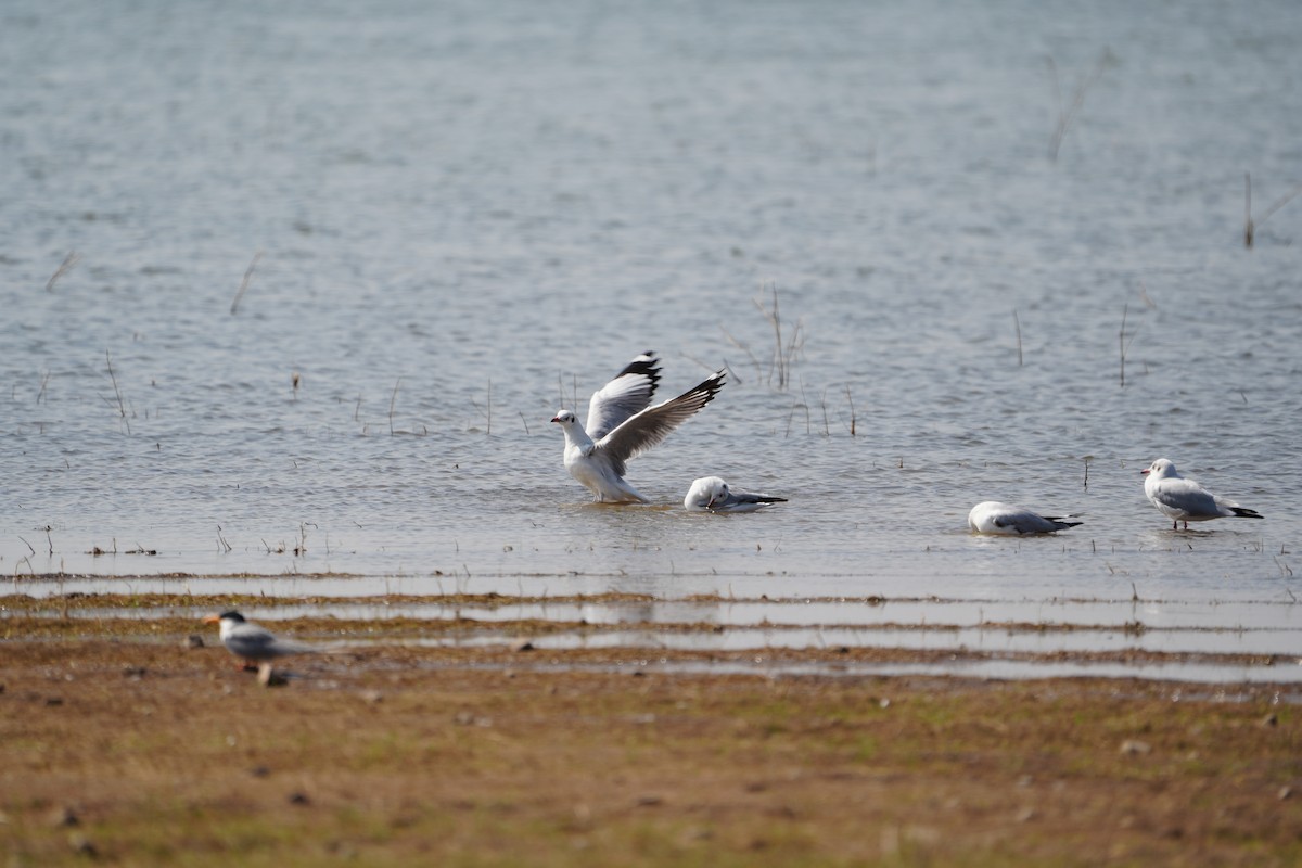 Brown-headed Gull - ML599027781