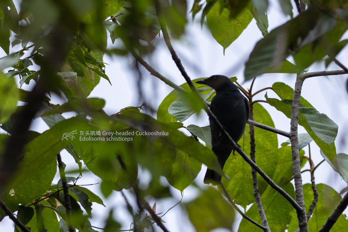 Gray-headed Cicadabird - ML599027891