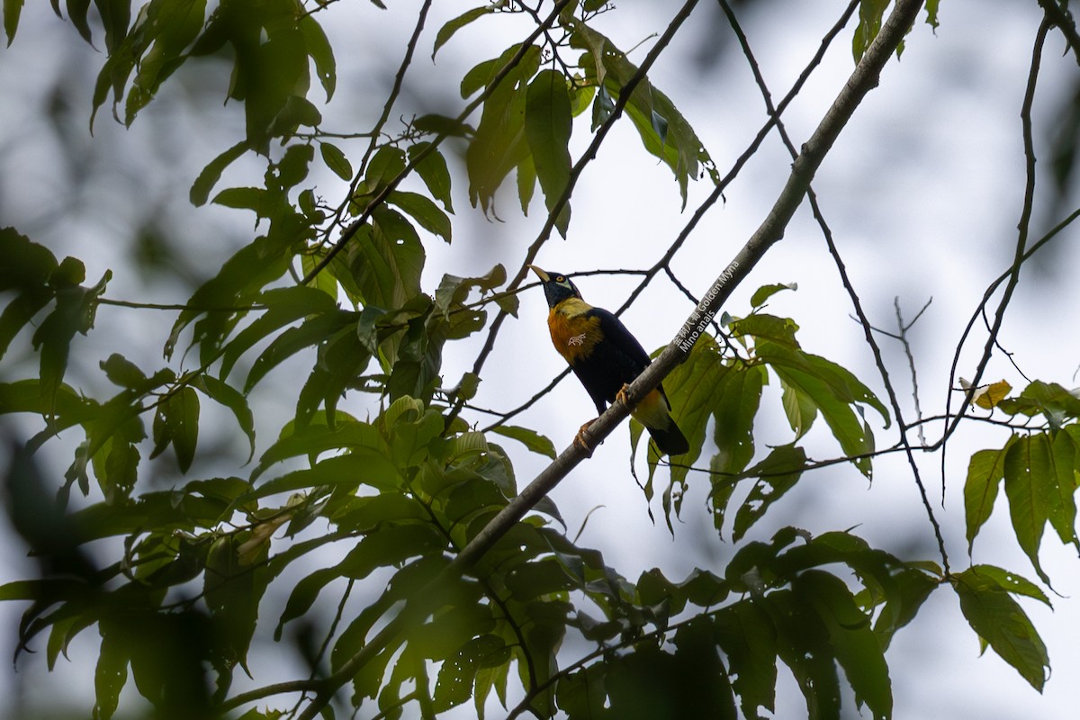 Golden Myna - Zhen niu