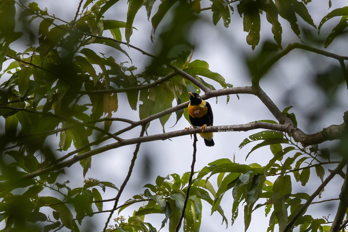 Golden Myna - Zhen niu