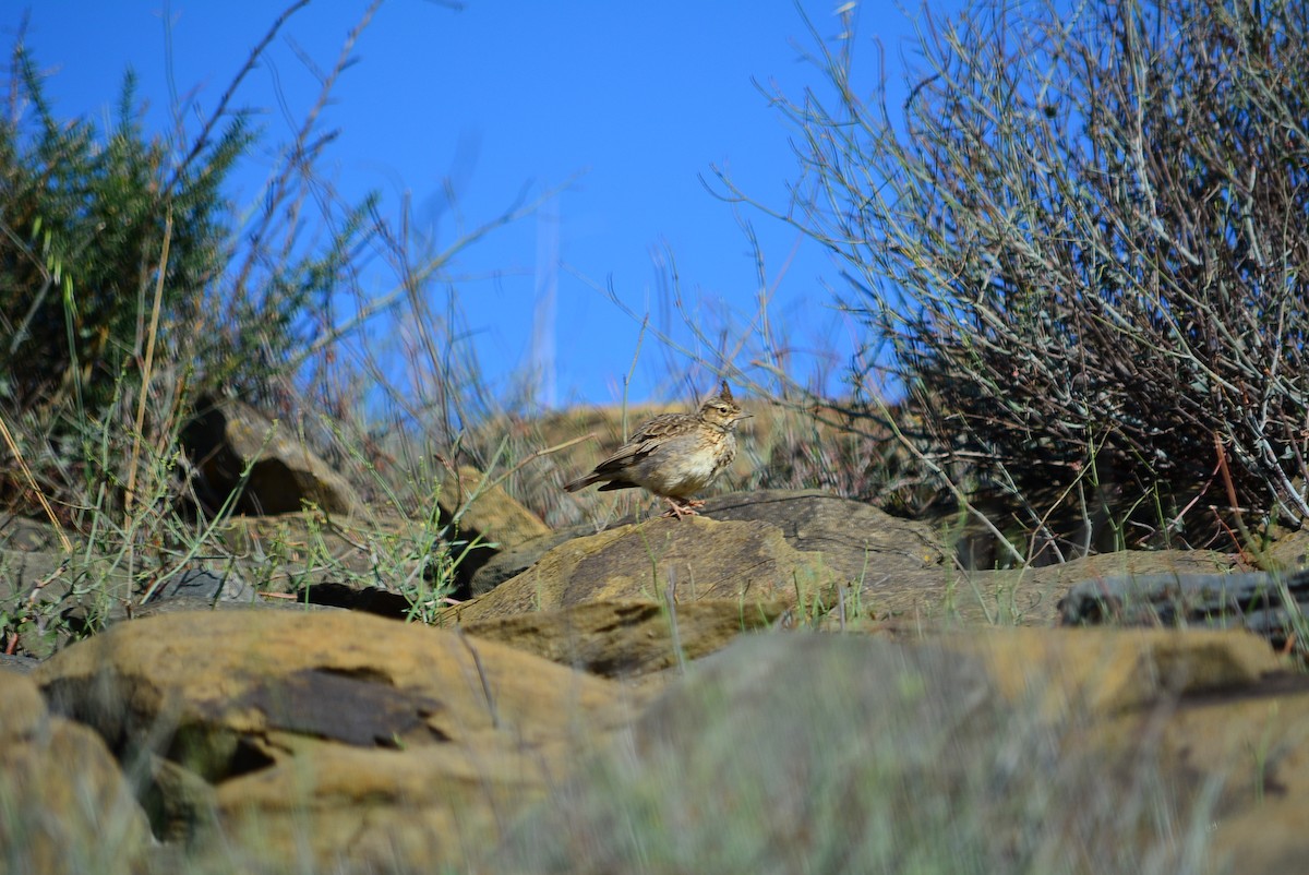 Crested Lark - ML599028301