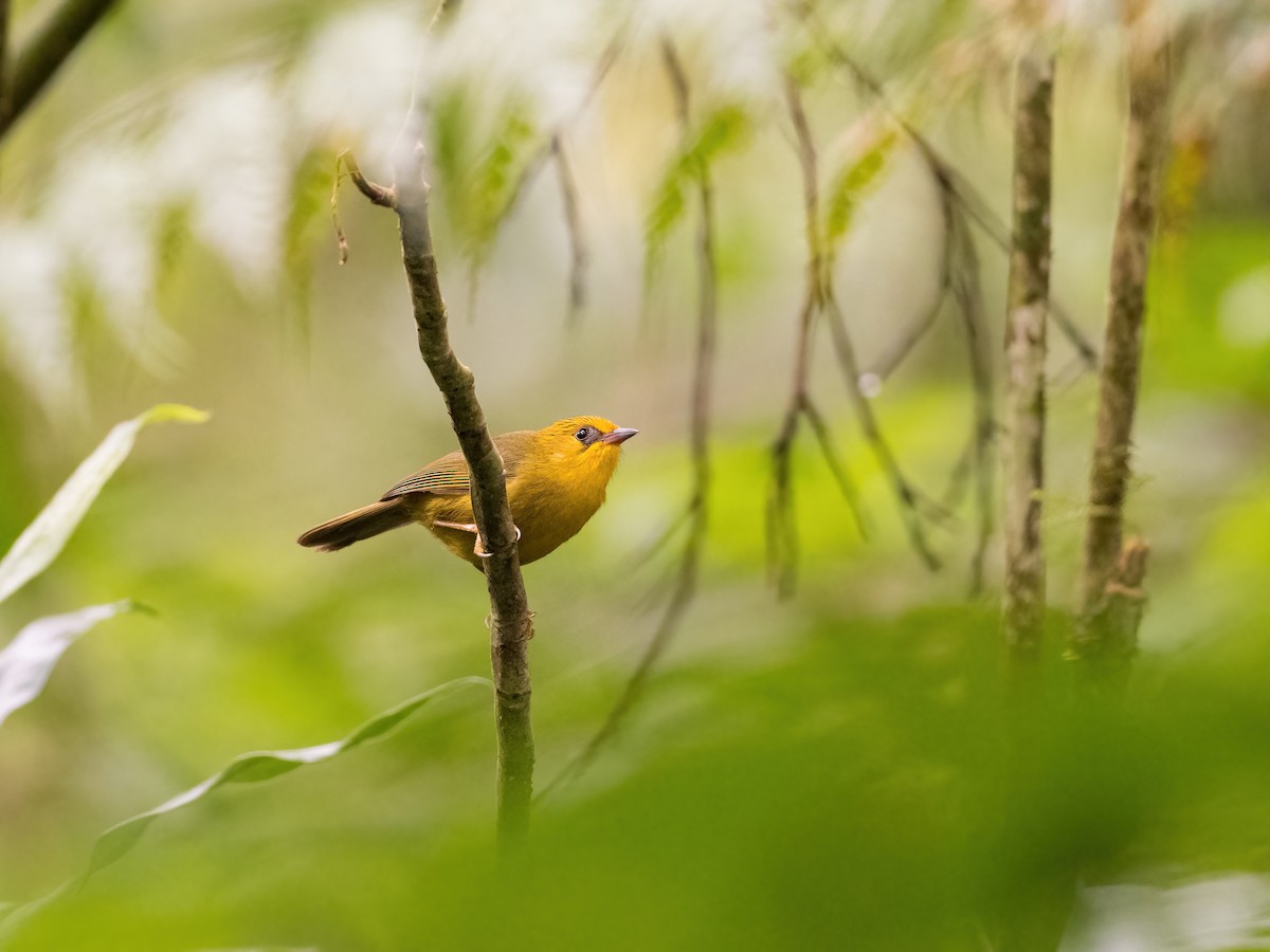 Golden Babbler - ML599029051