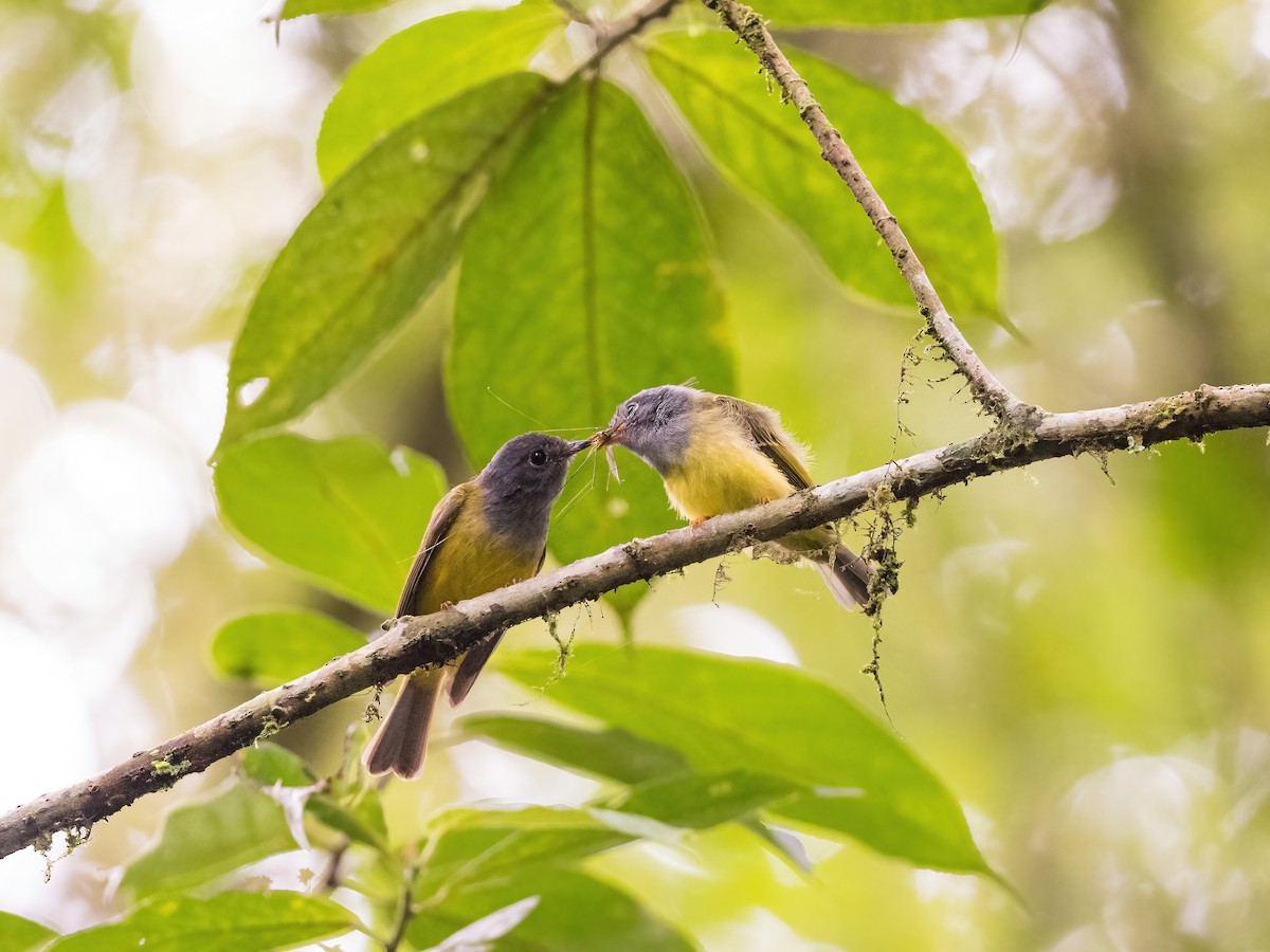 Gray-headed Canary-Flycatcher - ML599029421