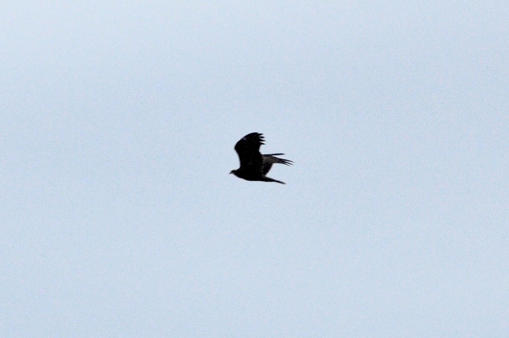 Western Marsh Harrier - Matt Phelps