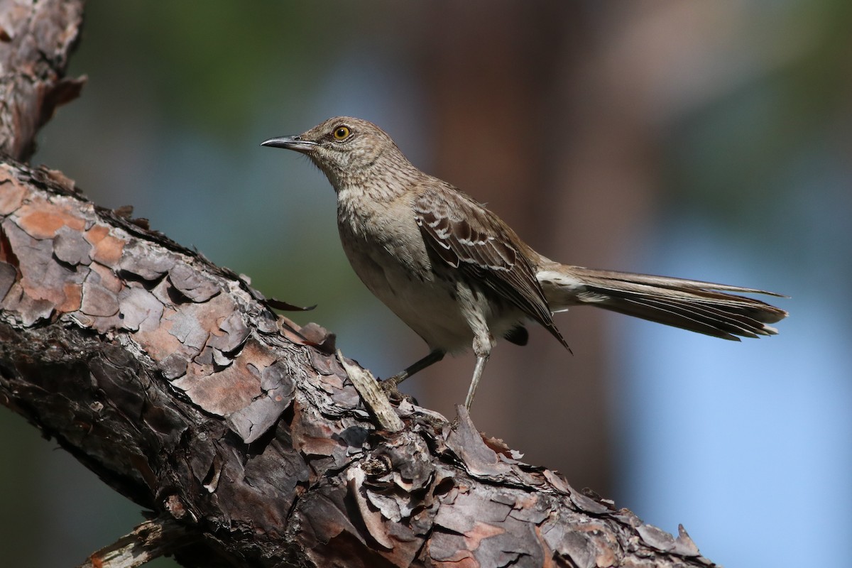 Bahama Mockingbird - ML59903211