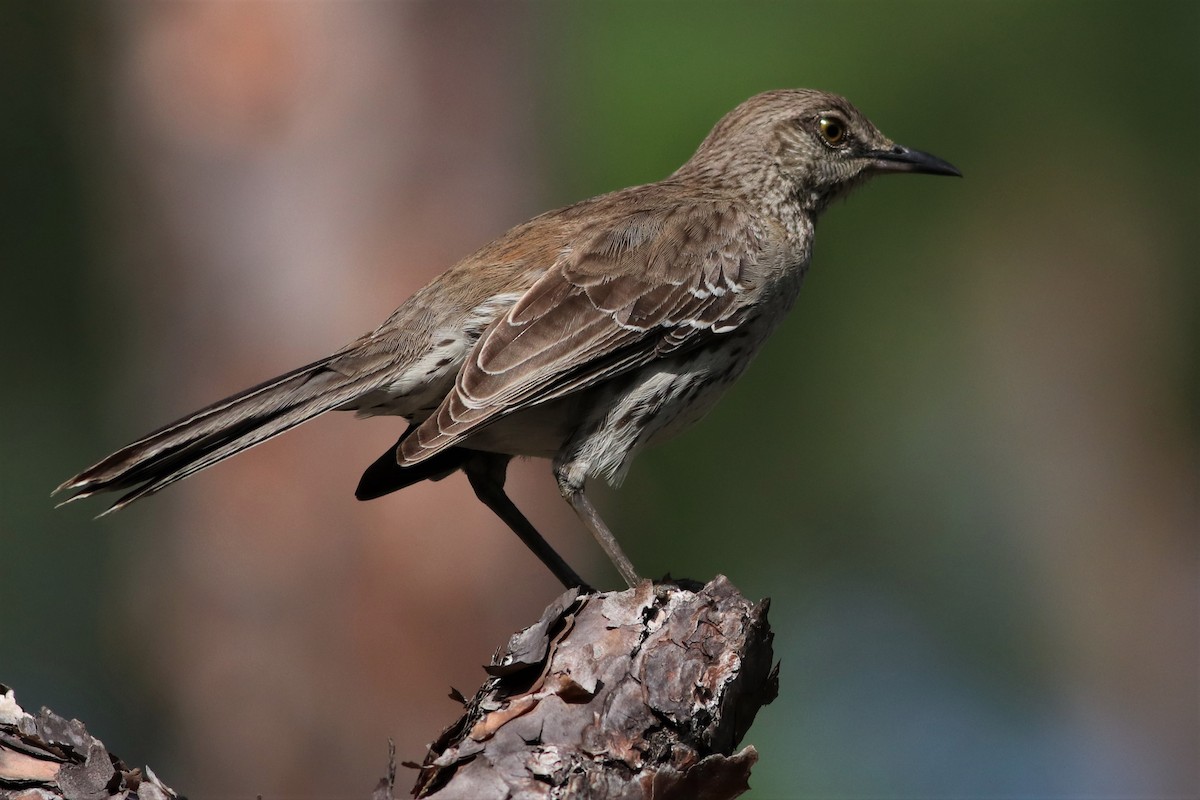 Bahama Mockingbird - ML59903231