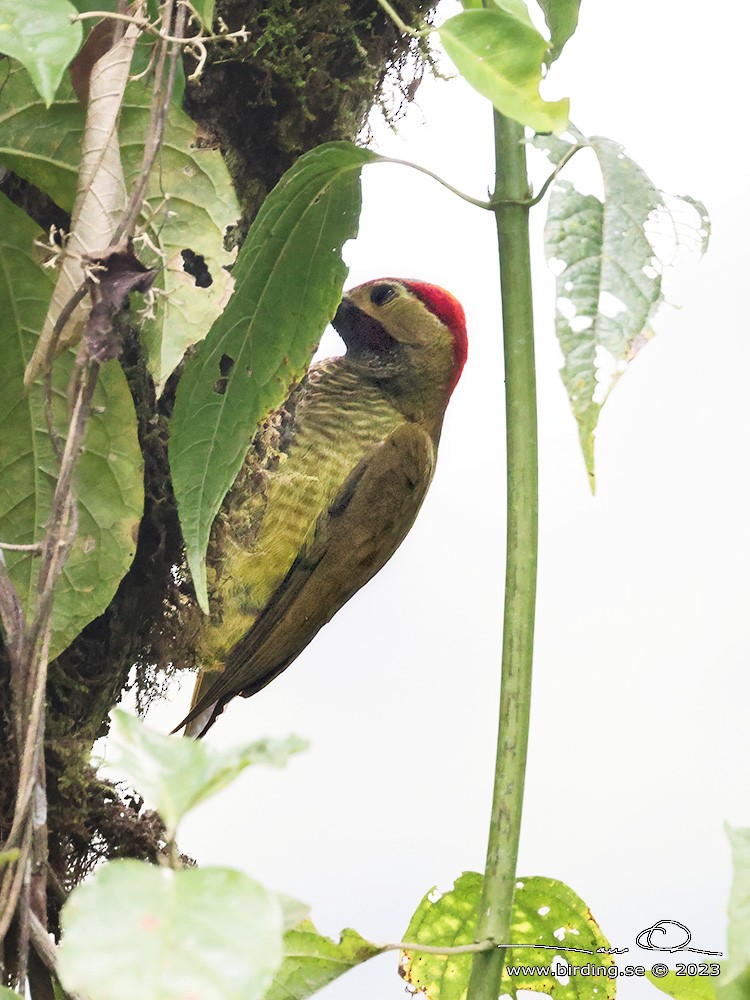 Golden-olive Woodpecker - ML599033021